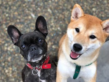 Close-up portrait of dogs