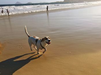 Dog running on beach