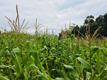 Close-up of wheat field against sky