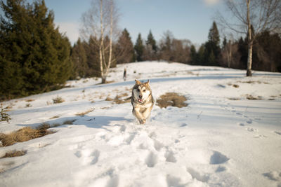 Portrait of dog on snow field against sky