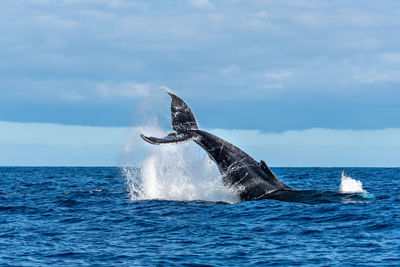 View of horse in sea against sky