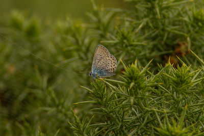 Close-up of butterfly on plant in field