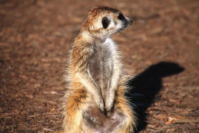 Close-up of meerkat standing outdoors