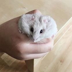 Close-up of hand holding white hamster