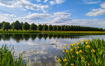  the paradise of swans