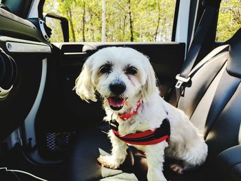 Portrait of dog sitting in car