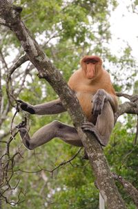 Low angle view of monkey sitting on tree