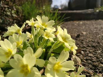 Close-up of yellow crocus blooming outdoors