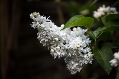 Close-up of white flowering plant