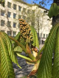 Close-up of lizard on plant