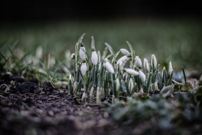 Close-up of grass