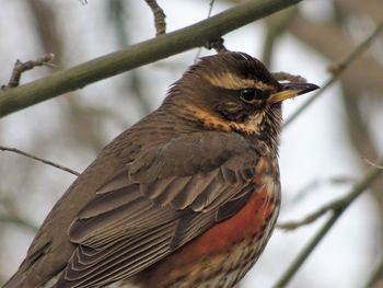 Close-up of bird perching on branch