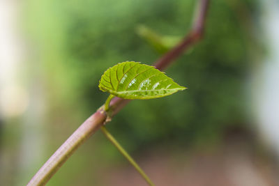 Close-up of green leaf