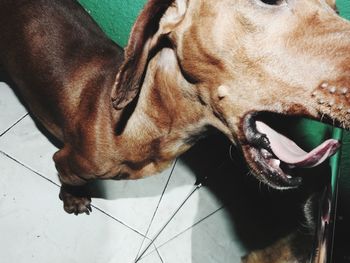 Close-up of a dog lying on floor at home