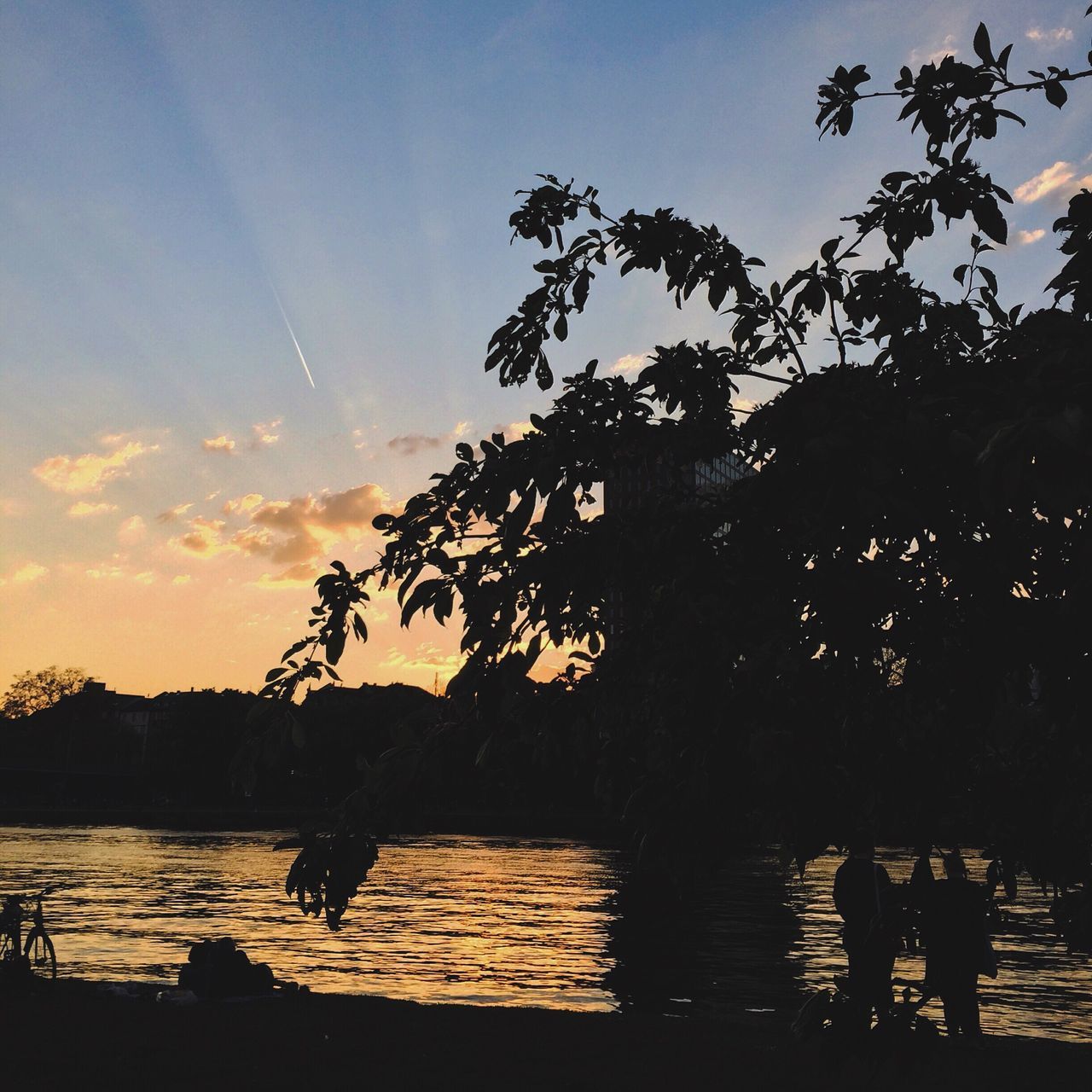 SILHOUETTE OF TREES AT SUNSET