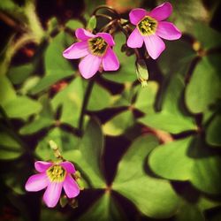 Close-up of pink flowers