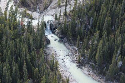 River amidst trees in forest