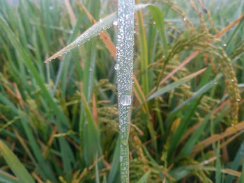 Close-up of icicles on grass during winter