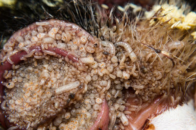 Close-up of crab in sea