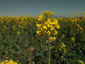 Close-up of fresh yellow flowering plants in field