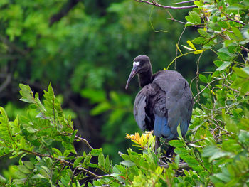 Bird perching on a tree