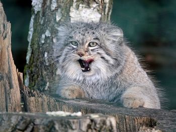 Close-up portrait of bobcat