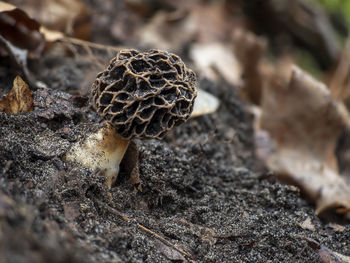 Close-up of mushroom growing on field