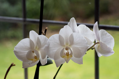 White orchid - on my windowsill