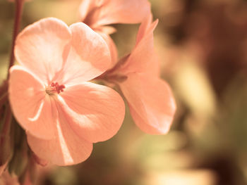 Close-up of pink rose flower