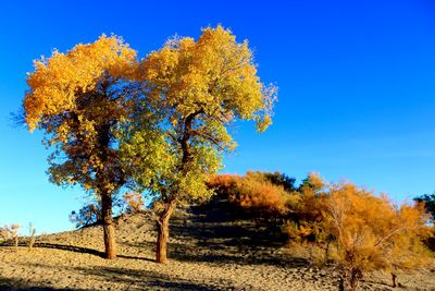 Scenic view of field against clear blue sky