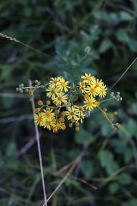 Close-up of yellow flower