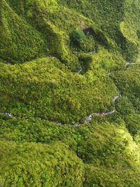 High angle view of green landscape