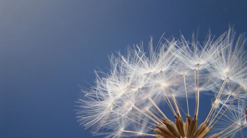 Close-up of dandelion against clear sky