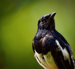 Close-up of bird perching