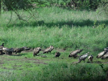 Flock of birds on grassy field