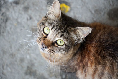 Stray cat staring at the camera