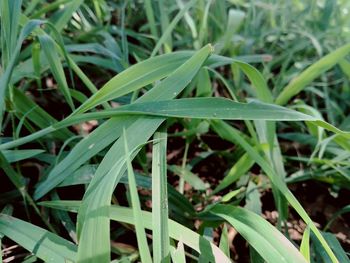 Close-up of raindrops on grass