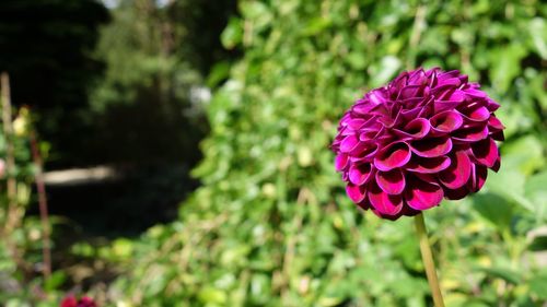 Close-up of pink rose flower in garden
