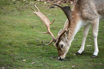 Deer in a field