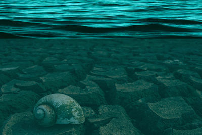 Snail in sea