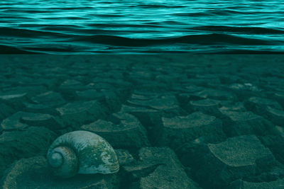 Close-up of turtle in sea