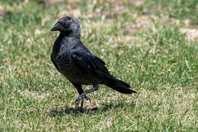 Close-up of a bird perching on a field