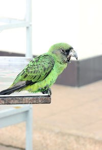 Close-up of parrot perching on wood