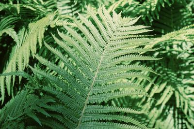 Close-up of fern leaves