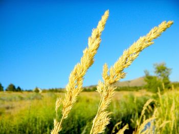 Crop on field against clear sky