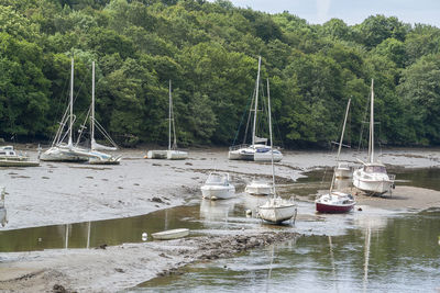 Sailboats moored on sea by trees