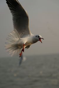 Seagull flying over sea