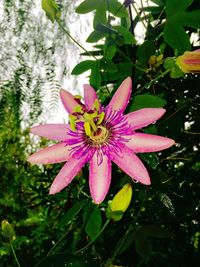 Close-up of pink flower blooming outdoors