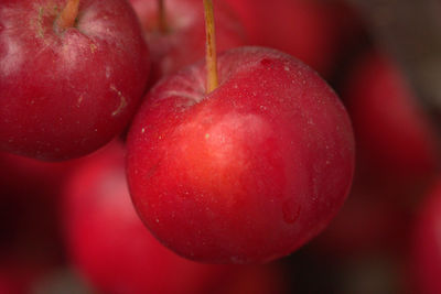 Close-up of red fruit