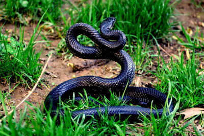 Black snake in grassy field
